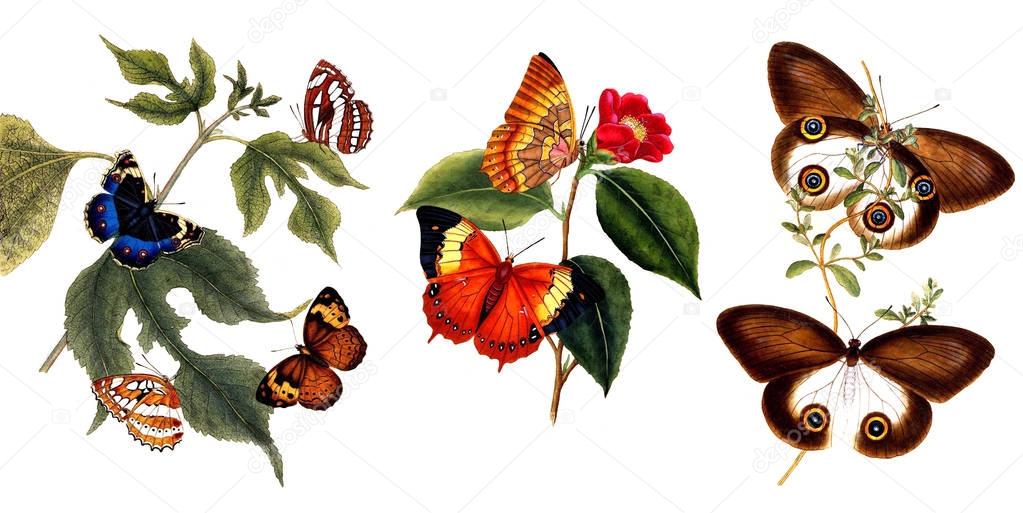 Illustration of butterflies and plants.