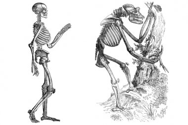 İskeletler üzerinde beyaz izole