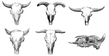 Kafatasları hayvan topluluğu.