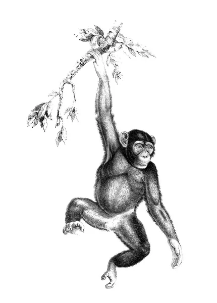 Chimpanzé pendu à un arbre — Photo