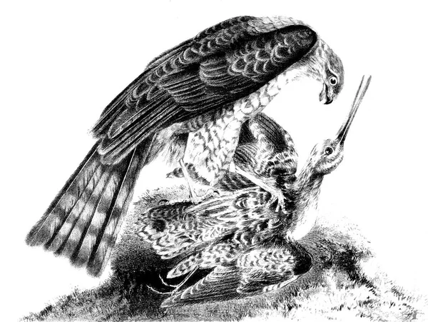 유라시아 sparrowhawk입니다. 사냥꾼이 고 피해자. — 스톡 사진
