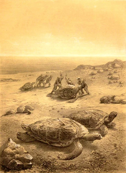 Op jacht naar de zeeschildpadden. — Stockfoto