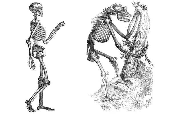 Esqueletos isolados em branco — Fotografia de Stock