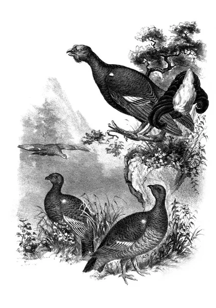 Grouse preto. Ilustração — Fotografia de Stock
