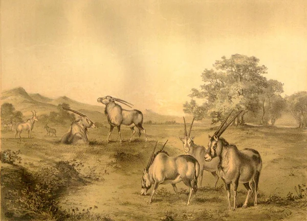 Gazelle in de Afrikaanse savanne — Stockfoto