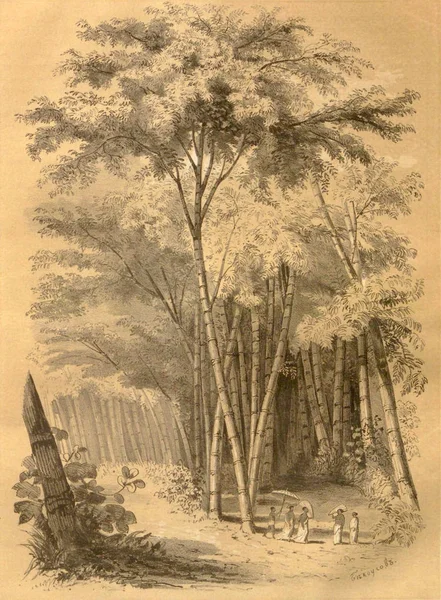 Bosque de bambú ilustración antigua — Foto de Stock