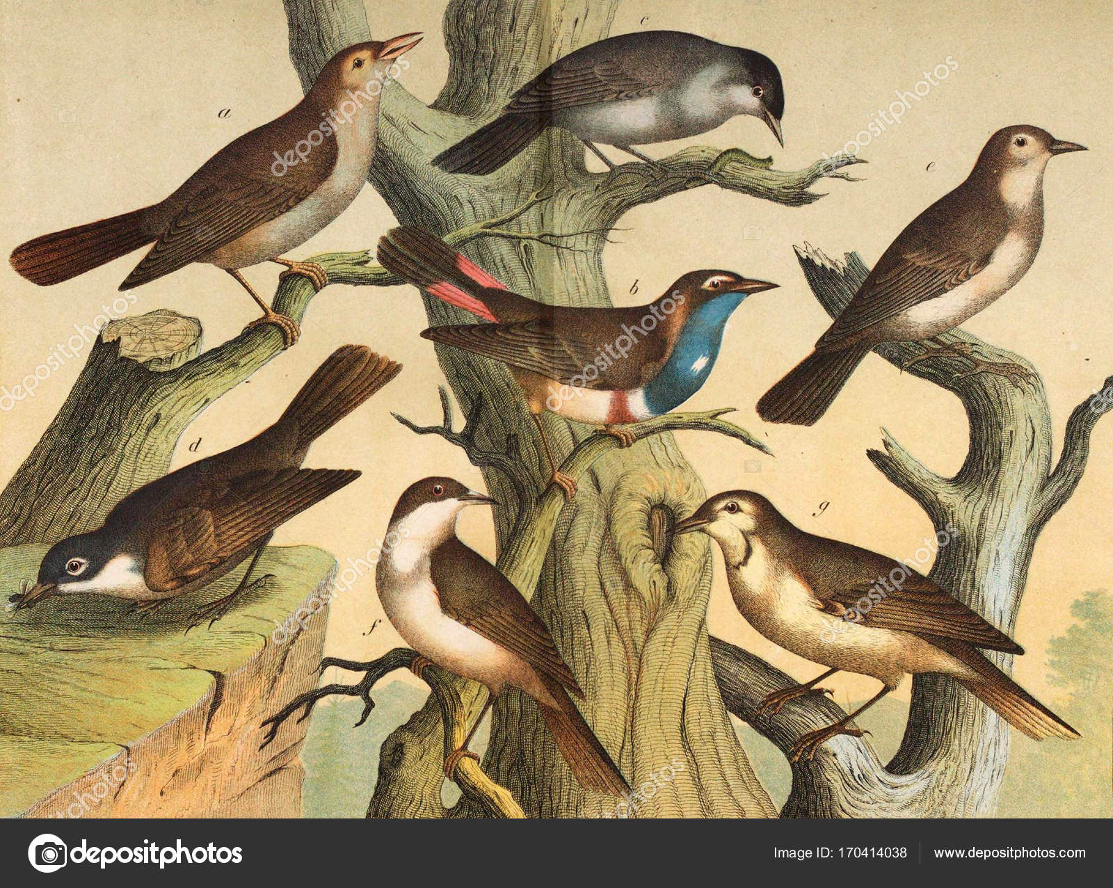 Different species of birds in the wild. Stock Photo by ©ruskpp 170414038 Different species of birds in the wild. Stock Photo by ©ruskpp 170414038
