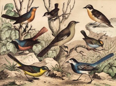 Vahşi kuşların farklı türler.  