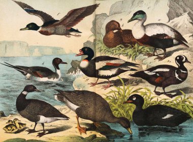 Vahşi kuşların farklı türler.  