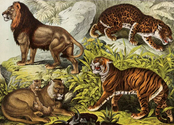 Prédateurs : lion, tigre, jaguar , — Photo