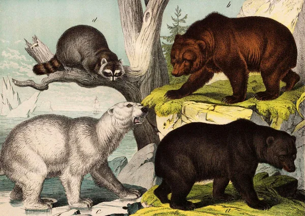 Medvědi v přírodě. — Stock fotografie