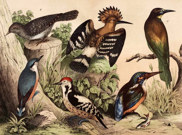 Διαφορετικά είδη πουλιών στην άγρια φύση — Φωτογραφία Αρχείου