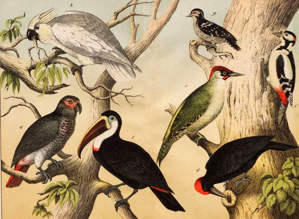 Vahşi kuşların farklı türler — Stok fotoğraf