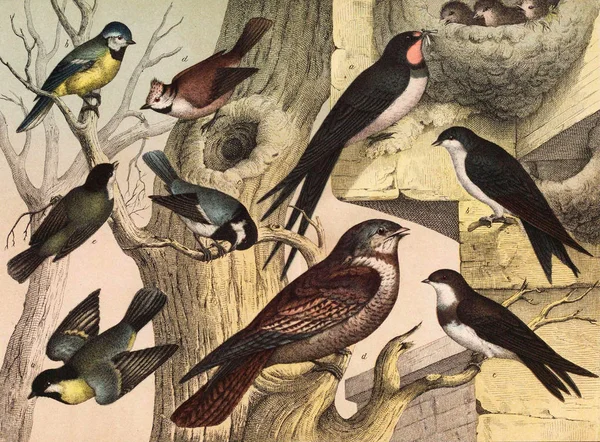 Verschiedene Vogelarten in freier Wildbahn. — Stockfoto