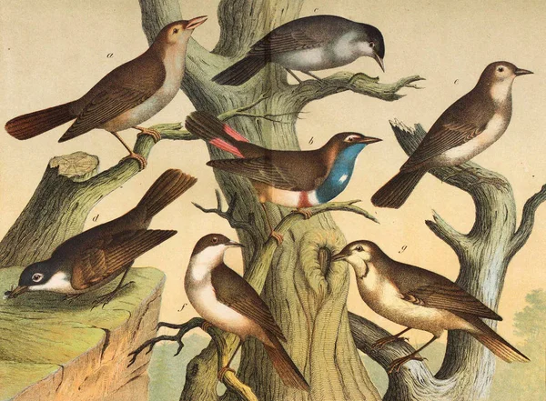 Différentes espèces d'oiseaux dans la nature . — Photo