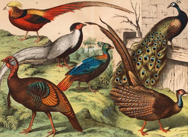 Olika arter av fåglar i vilt. — Stockfoto
