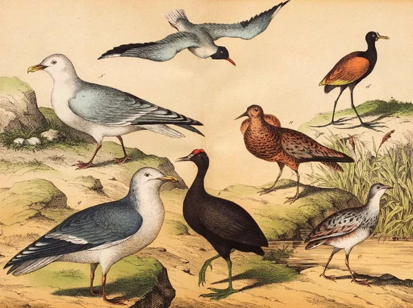 Verschillende soorten vogels in het wild. — Stockfoto