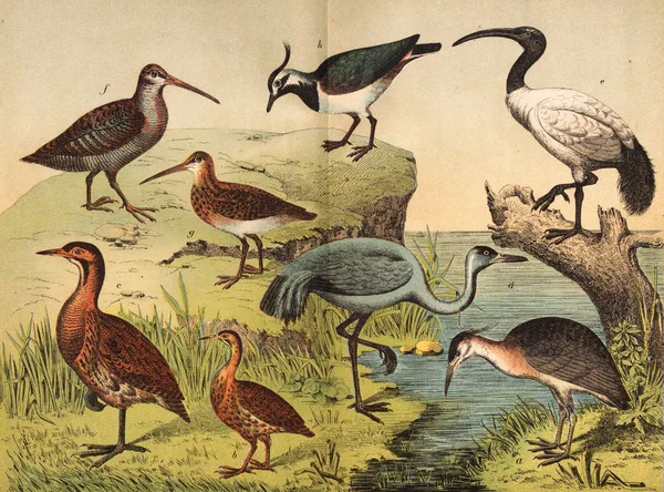 Diverse specie di uccelli allo stato selvatico . — Foto Stock