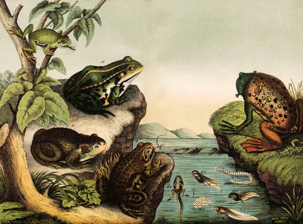 品种的青蛙和蟾蜍. — 图库照片