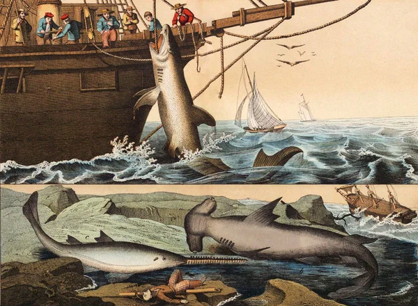 Fishing for sharks in the old days. — Stock Photo, Image