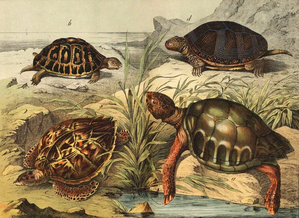Specie di tartarughe selvatiche . — Foto Stock