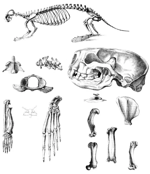 Die Knochen des Schädels des Tieres. — Stockfoto