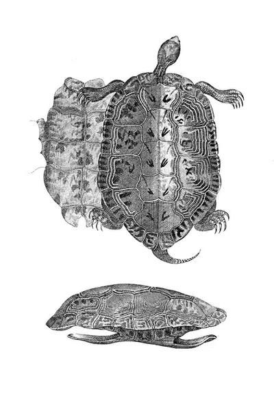 Ilustracja żółwia na białym tle. — Zdjęcie stockowe