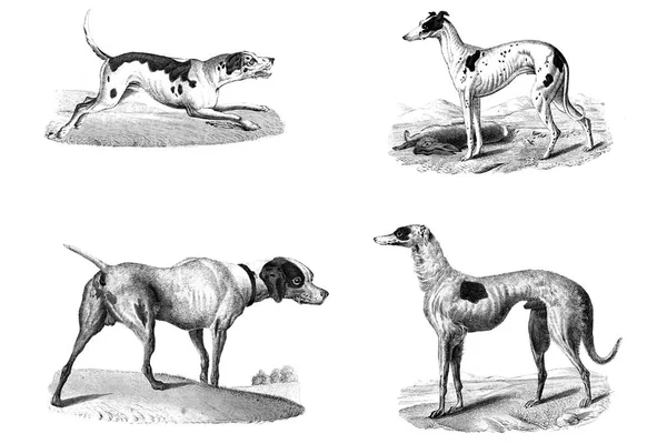 Охотничья собака. Иллюстрация — стоковое фото