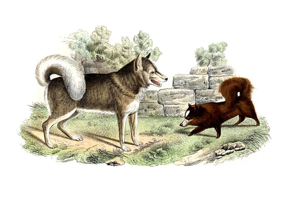 アメリカのエスキモー犬とスピッツ — ストック写真