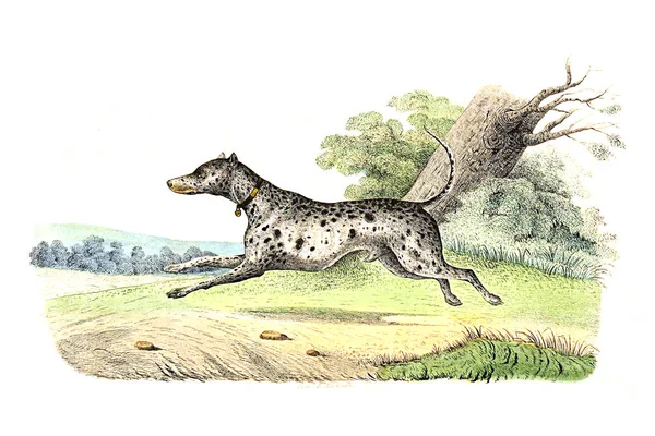 Охотничья собака. Иллюстрация — стоковое фото