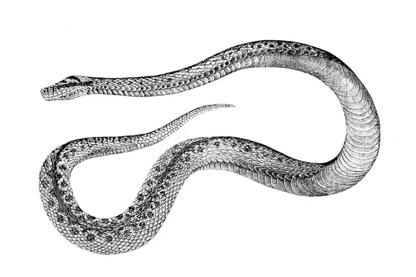 Gravure d'un serpent sur fond blanc . — Photo