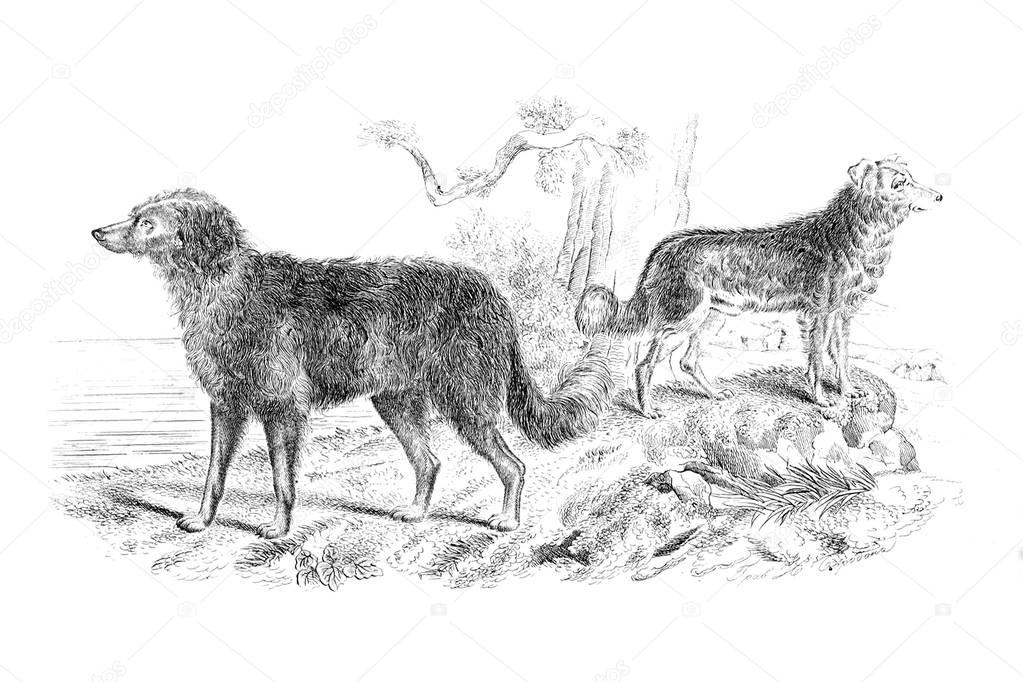Engraving of dogs.