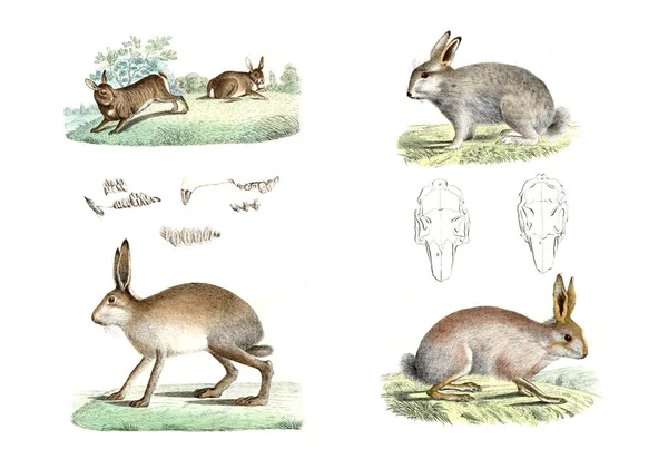 Fältet harar och kaniner. — Stockfoto