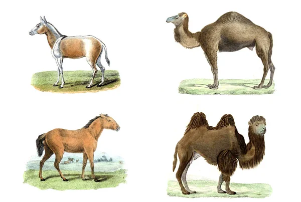 Ilustração com camelo — Fotografia de Stock