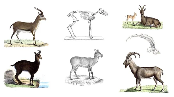 Divoké kozy, ilustrace. — Stock fotografie