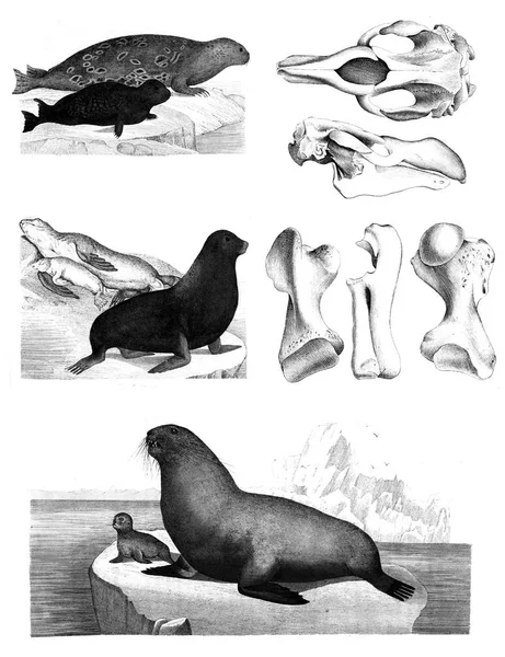 Zeezoogdieren. Kleur illustraties. — Stockfoto