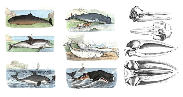 Marine mammals. Color illustrations. — Stock Photo, Image