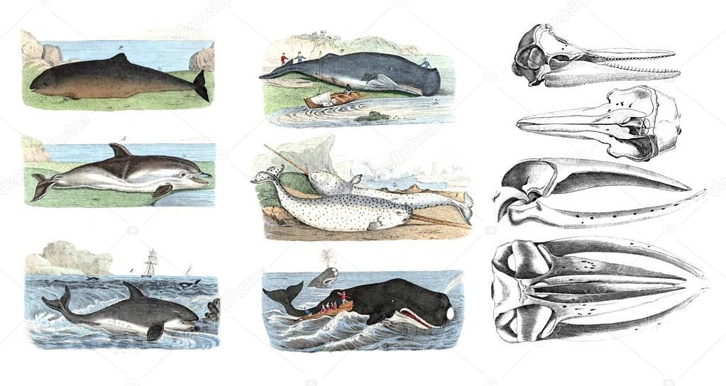 Marine mammals. Color illustrations.