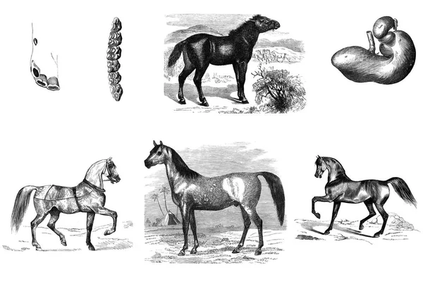 Grabado de caballos . —  Fotos de Stock