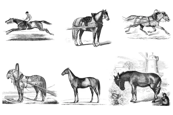 Гравировка лошадей . — стоковое фото