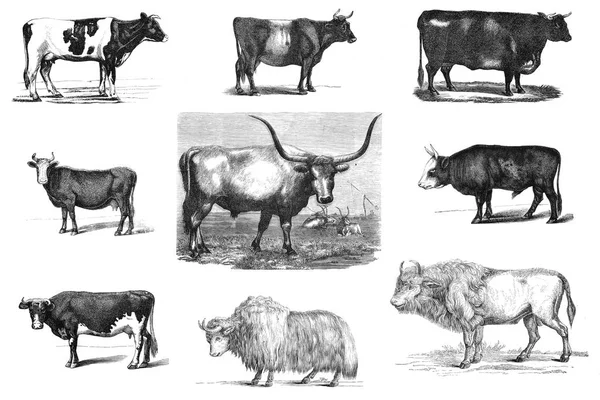 Koeien en stieren. Zwart-wit afbeelding. — Stockfoto