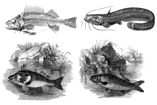 Schwarz-weiße Gravuren von Fischen. — Stockfoto