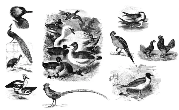 Black and white illustration of birds. — Stock Photo, Image