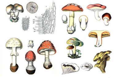 Bitkilerin çizimler.