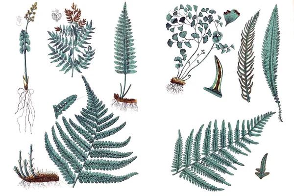 Illustrationer av växter. — Stockfoto