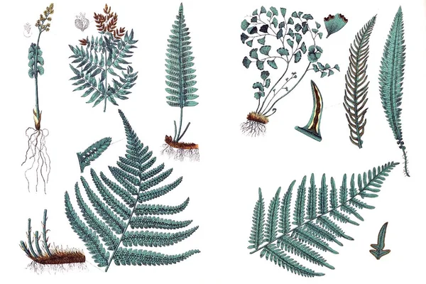 Illustrations de plantes . — Photo