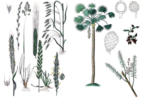 Ilustraciones de plantas . — Foto de Stock