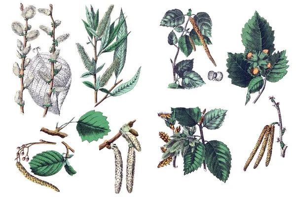 Illustraties van planten. — Stockfoto