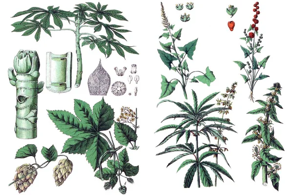 Ilustraciones de plantas . —  Fotos de Stock