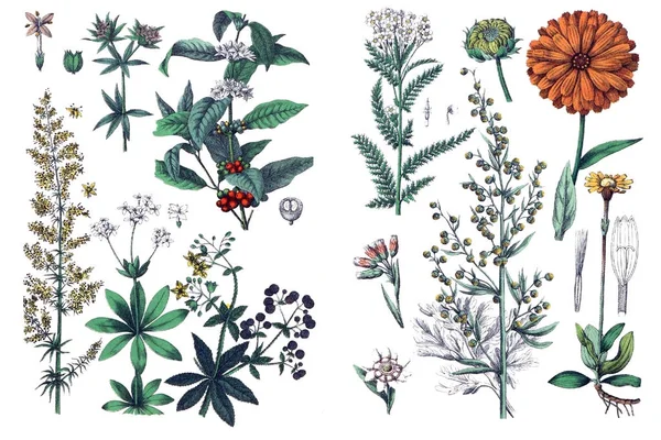 Illustraties van planten. — Stockfoto